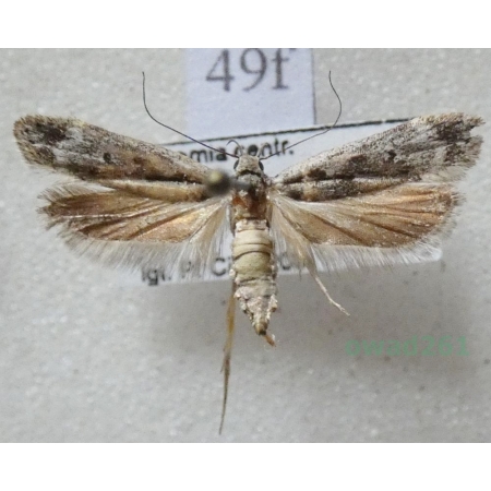 Anacampsis blattariella (Hübner, 1796) Czech49f